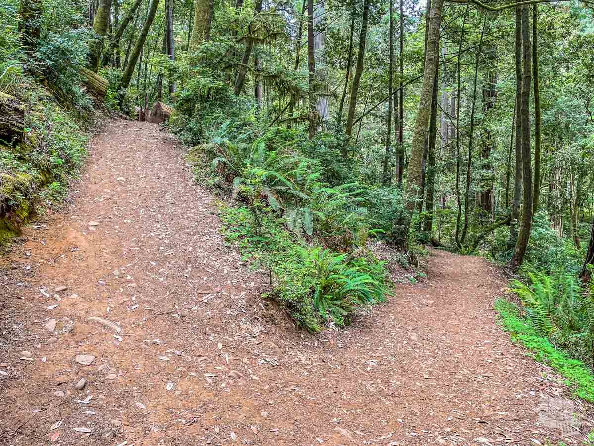 Tall Trees Trail at Redwood National Park